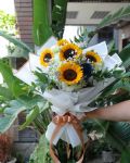 陽光朝氣向日葵Sunshine Blooms